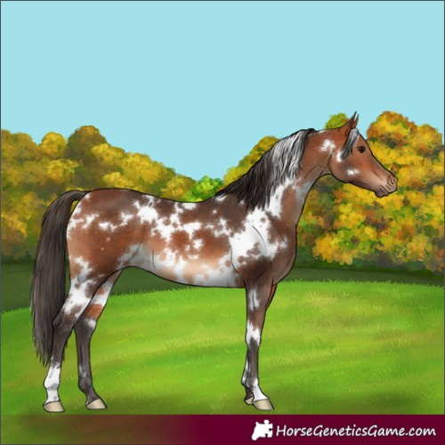 Horse Color:White Spotted Bay