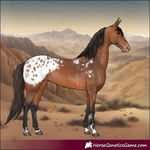 Horse Color:Bay Blanket 