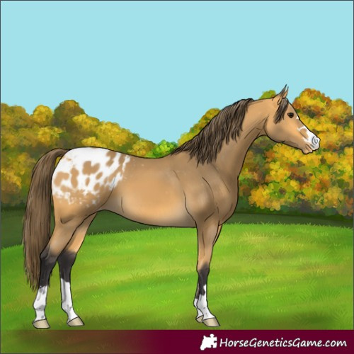 Horse Color:Buckskin Blanket 