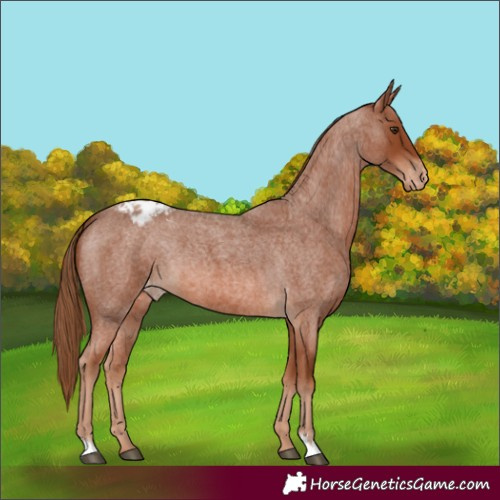 Horse Color:Red Roan Blanket 