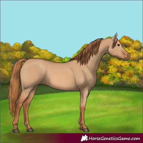 Horse Color:Red Dun