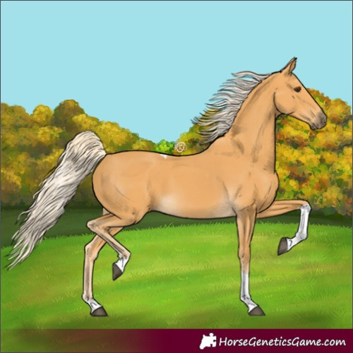 Horse Color:Palomino Tobiano 
