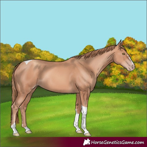 Horse Color:Gold Champagne Tobiano