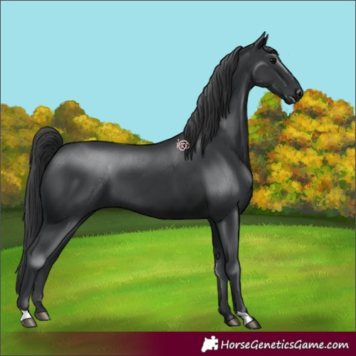 Horse Color:Black 