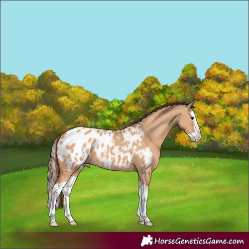 Horse Color:Bay Dun Splash Blanket 