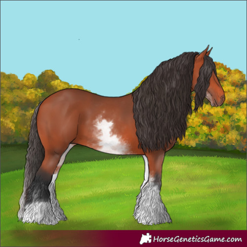 Horse Color:White Spotted Bay 
