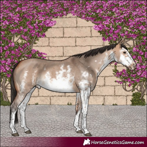Horse Color:White Spotted Bay Dun Sabino Frame Rabicano 