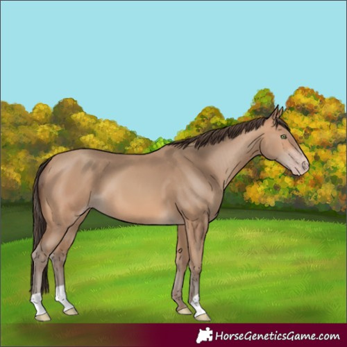Horse Color:Amber Champagne