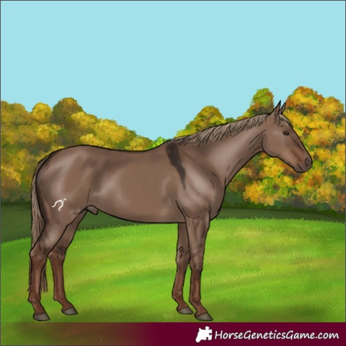 Horse Color:Liver Red Dun