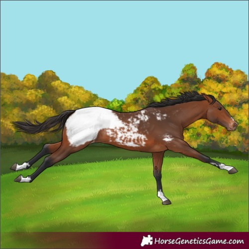 Horse Color:Bay Snowcap 