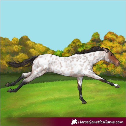 Horse Color:Bay Roan Near Leopard 