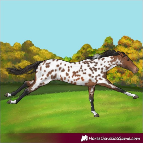 Horse Color:Bay Tobiano Appaloosa