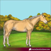 Horse Color:Palomino 