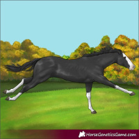 Horse Color:Unknown 
