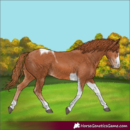 Horse Color:Unknown 