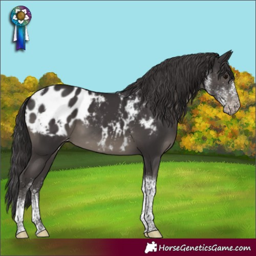 Horse Color:White Spotted Smoky Black Tobiano Appaloosa