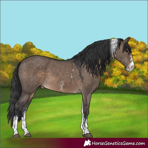 Horse Color:Brown Dun Sabino Tobiano Appaloosa