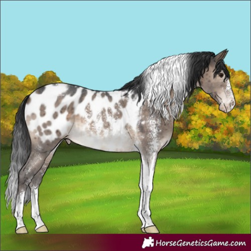 Horse Color:Brown Dun Sabino Tobiano Appaloosa Brindle