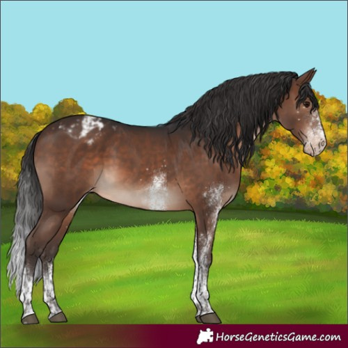 Horse Color:White Spotted Brown Tobiano Appaloosa