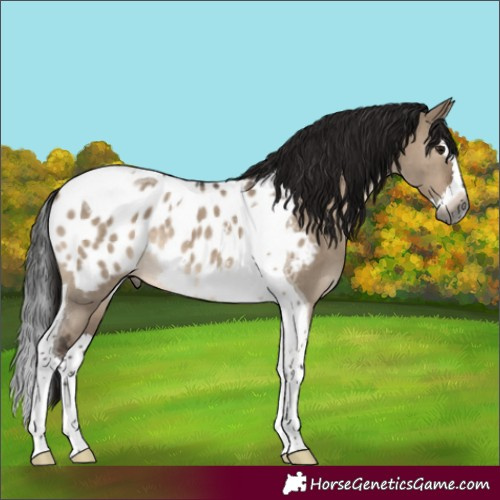 Horse Color:Gray Brown Dun Mushroom Sabino Splash Tobiano Appaloosa Rabicano 