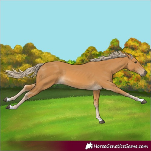 Horse Color:Palomino