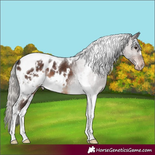 Horse Color:White Spotted Silver Brown Tobiano Appaloosa