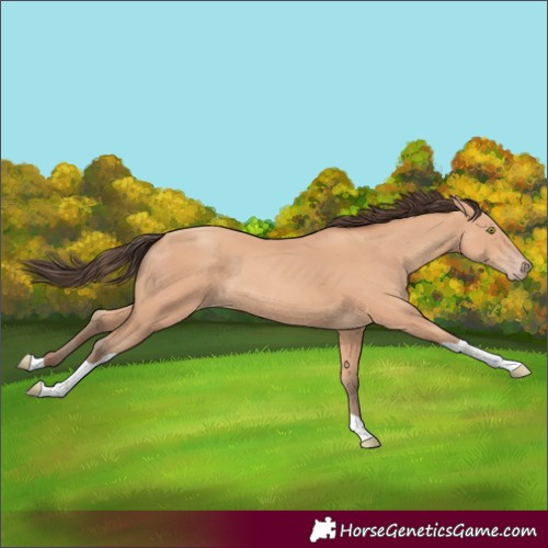 Horse Color:Amber Champagne Tobiano 