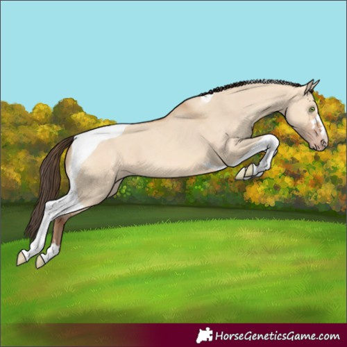 Horse Color:Amber Champagne Dun Tobiano 