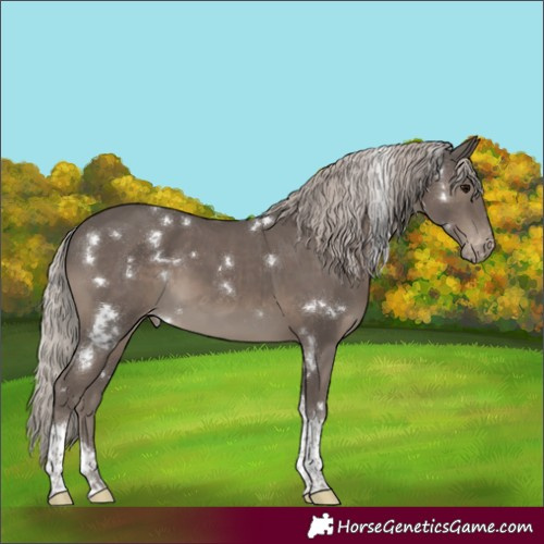 Horse Color:White Spotted Silver Black Tobiano Appaloosa 