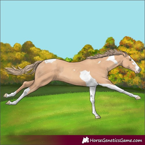 Horse Color:Gold Champagne Tobiano
