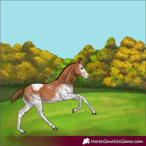 Horse Color:White Spotted Chestnut Appaloosa 