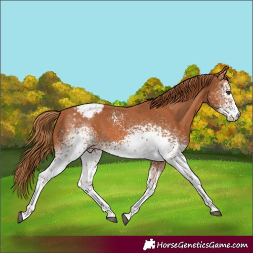 Horse Color:White Spotted Chestnut Snowcap