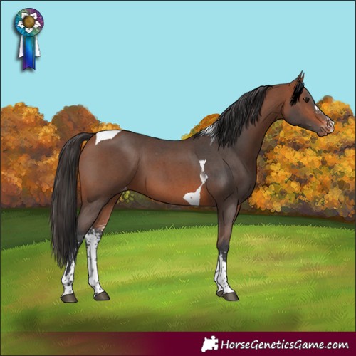 Horse Color:Bay Sabino Tobiano Skewed Appaloosa