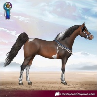 Horse Color:Bay Sabino Tobiano Skewed LP Spotted 
