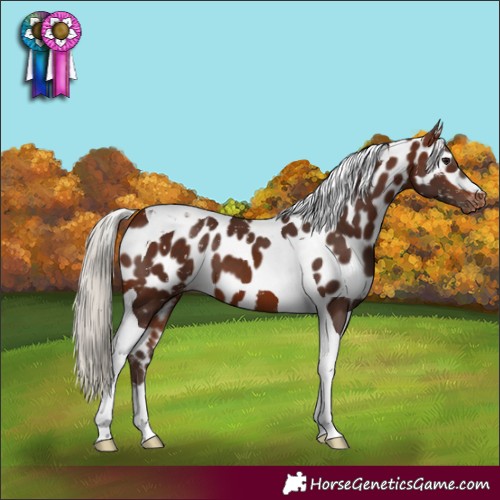 Horse Color:Silver Brown Tobiano Skewed Appaloosa