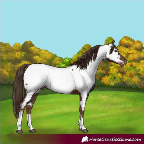 Horse Color:Liver Chestnut Tobiano Near Fewspot 