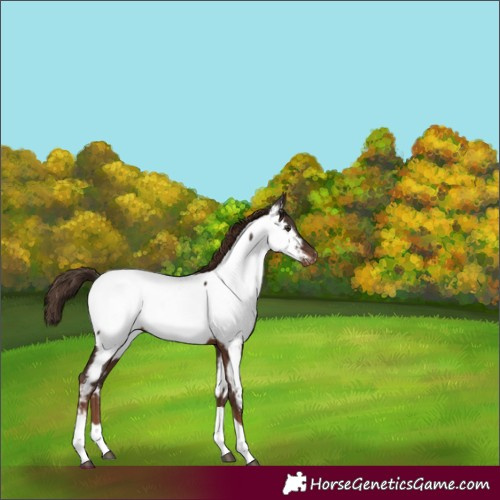 Horse Color:Liver Chestnut Tobiano Appaloosa