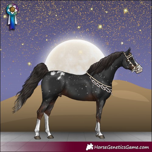 Horse Color:Liver Chestnut Splash Appaloosa 