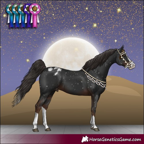 Horse Color:Liver Chestnut Splash Blanket 