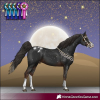 Horse Color:Liver Chestnut Splash Blanket 