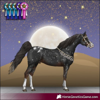 Horse Color:Liver Chestnut Splash Blanket 