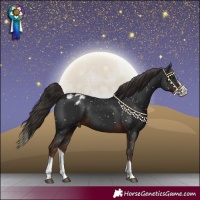 Horse Color:Liver Chestnut Splash Blanket 