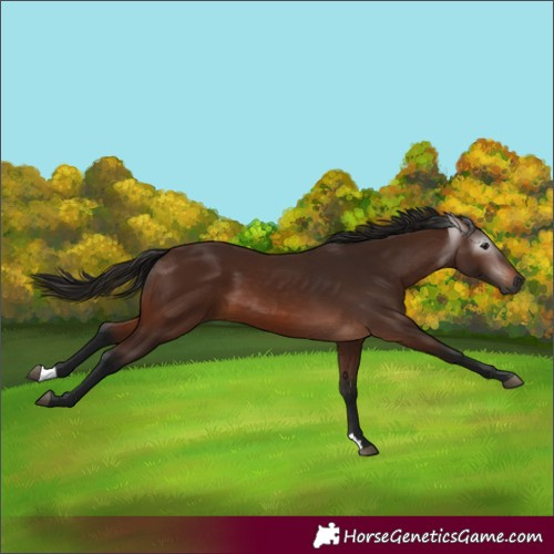 Horse Color:Gray Bay