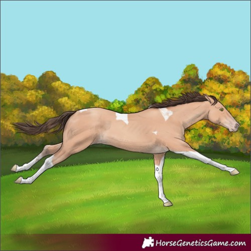 Horse Color:Amber Champagne Tobiano 