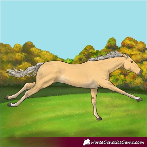 Horse Color:Palomino 