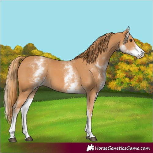 Horse Color:White Spotted Chestnut