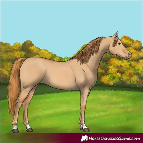 Horse Color:Red Dun
