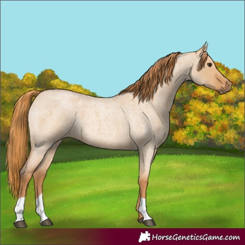 Horse Color:Red Dun Roan 