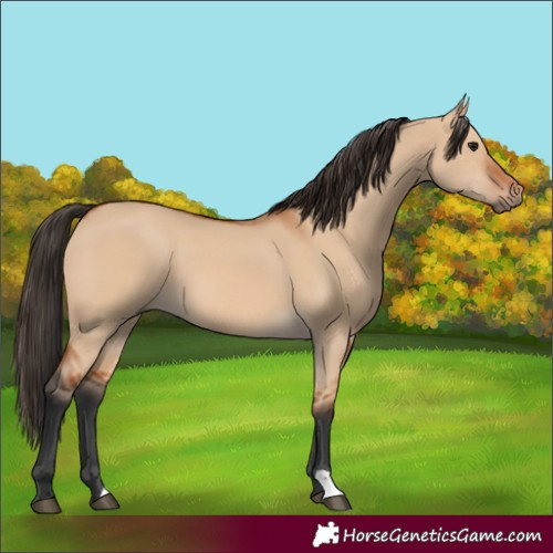 Horse Color:Bay Dun