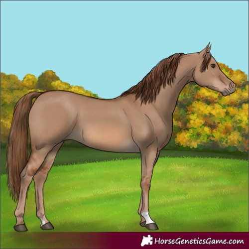 Horse Color:Red Dun 